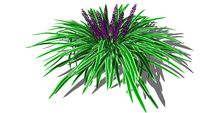 3D Landscape Plant - Liriope Grass - Big Blue Lilyturf Var 1