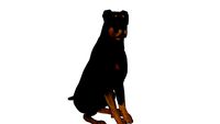 Cachorro 3D