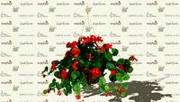 Floral-Hanging Geranium