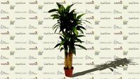 Floral-Corn Stalk Dracaena