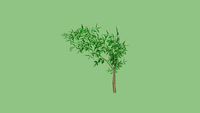 BAMBU MOSSO