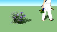 ruellia 2D