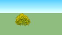Caryopteris 'Worcester Gold'