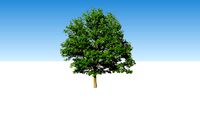 Árvore - Tree