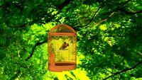 Burung love bird dan sangkar