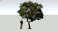 Erythrina Tree / Pohon Dadap Merah