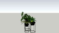 Pots de plantes grasses