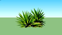Yucca tree