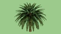 palmera