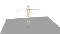 skeleton