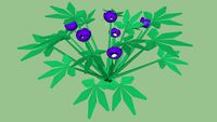Geranium