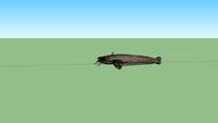 catfish 3D