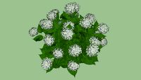 Pflanze Hortensie