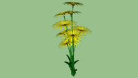 Pflanze Aster