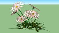 Pflanze Aster