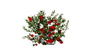 Double Take 'Scarlet Storm' Chaenomeles