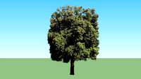 quercus ilex