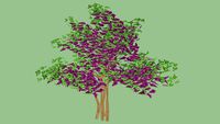 Pink Crape Myrtle