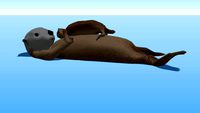 Sea Otter 2