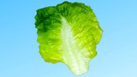 China Cabbage Leaf
