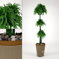 Dracaena