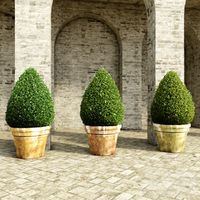 Bushes in Pots 4