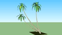 Palm Trees
