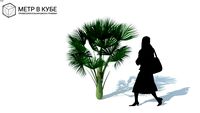 Low poly 3d tree palm (069)