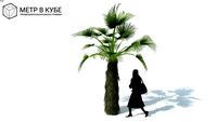 Low poly 3d tree palm (068)