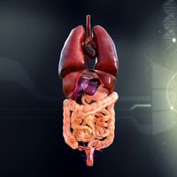 Human Female Internal Organs Anatomy3d model