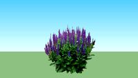 Salvia X nemorosa