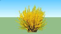 Forsythia spp.