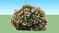 Nerium oleander