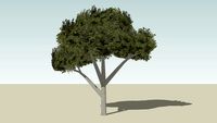 árvore tree