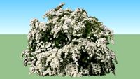 Spirea X arguta