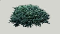 Juniperus squamata 'Blue Carpet'