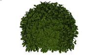 Boxwood Ball
