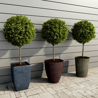 Plants for Hotels & Restaurants