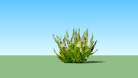 Calluna vulgaris 'Beoley Gold'