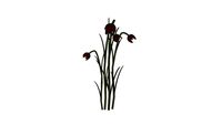 Fritillaria Imperialis 3D