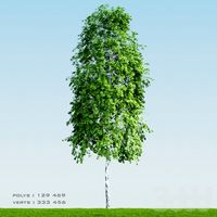 Birch_Silver