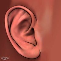 Human Ear3d model