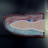 Human Finger Anatomy3d model
