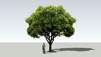 Banyan, small trunked