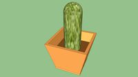 cactus de mesa