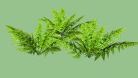 asplenium adiantum