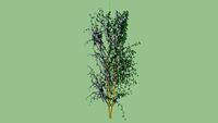 quercus ilex