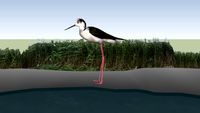 Stelt-kluut - Himantopus himantopus - Vogel / Bird