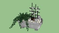 Star plant with candles