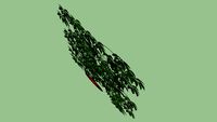 2D Schefflera